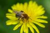 227727 – Photo : Olivier Pouvreau – France (86)